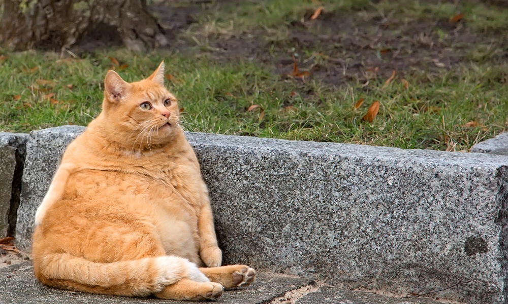 GATOS LARANJA SÃO REALMENTE MAIS DÓCEIS?