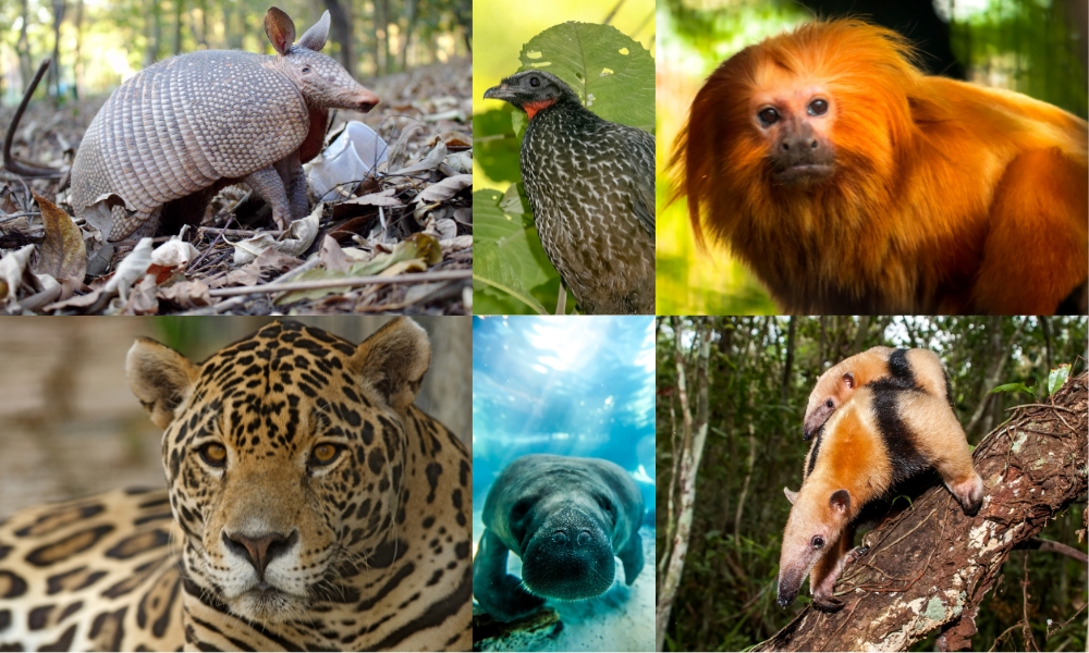 CONHEÇA 9 ANIMAIS QUE SÓ EXISTEM NO BRASIL