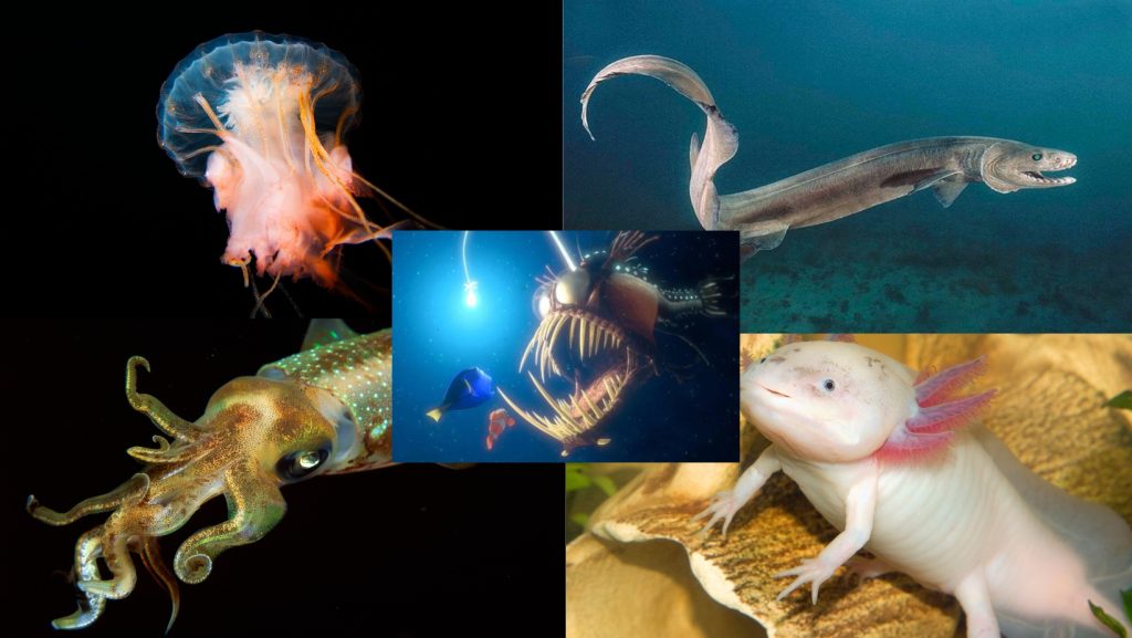 As 5 criaturas mais estranhas dos oceanos